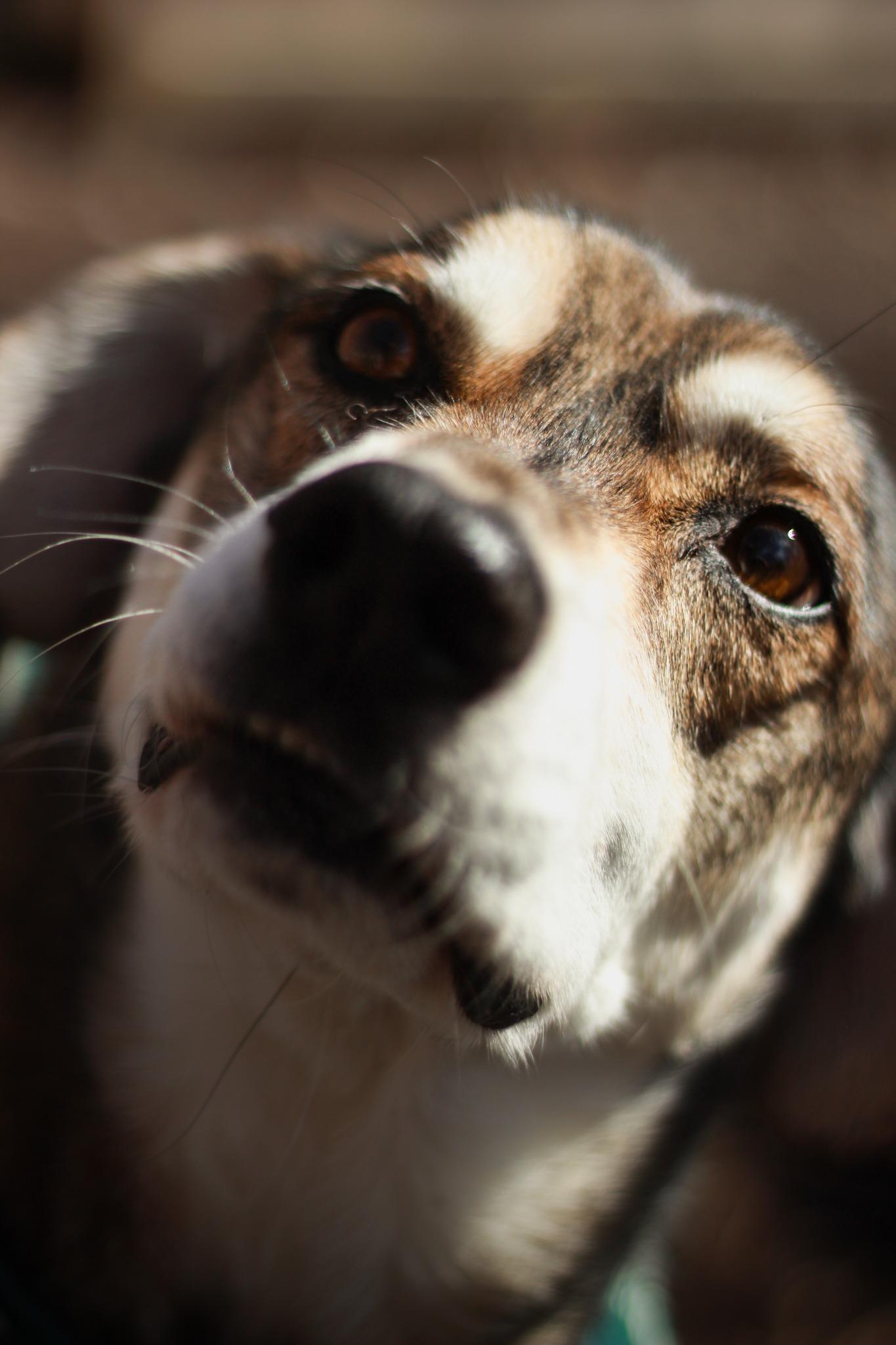Enlarge Gentry, a Adoptable Mixed Breed in Spencer, IN image 1/2