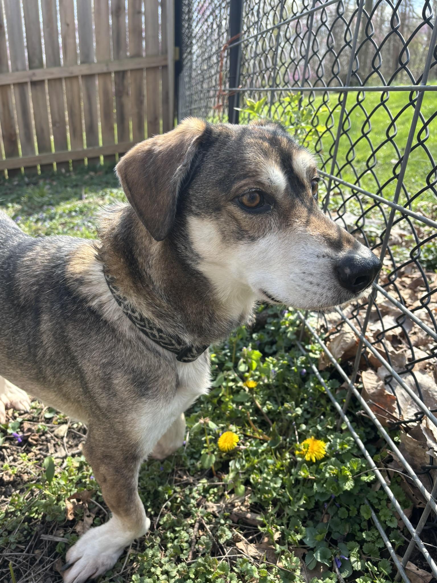 Enlarge Gentry, a Adoptable Mixed Breed in Spencer, IN image 2/2