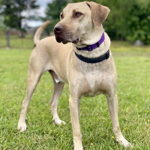 Enlarge Sounder, a Adoptable mixed breed in Leesburg, AL image 2/6