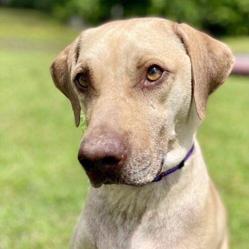 Enlarge Sounder, a Adoptable mixed breed in Leesburg, AL image 3/6