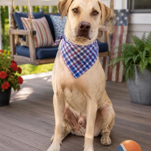 Enlarge Sounder, a Adoptable mixed breed in Leesburg, AL image 5/6