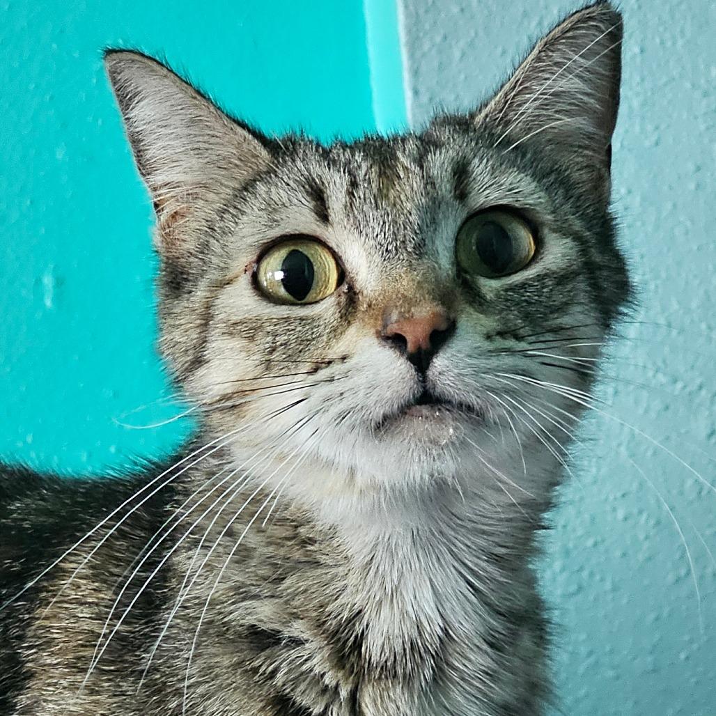 Enlarge Bayou, a Adoptable Domestic Short Hair in Grinnell, IA image 1/4