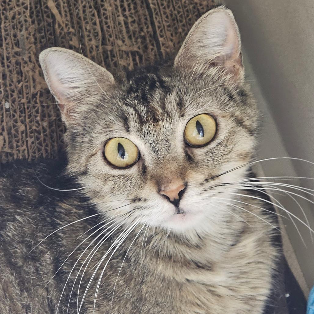 Enlarge Bayou, a Adoptable Domestic Short Hair in Grinnell, IA image 3/4