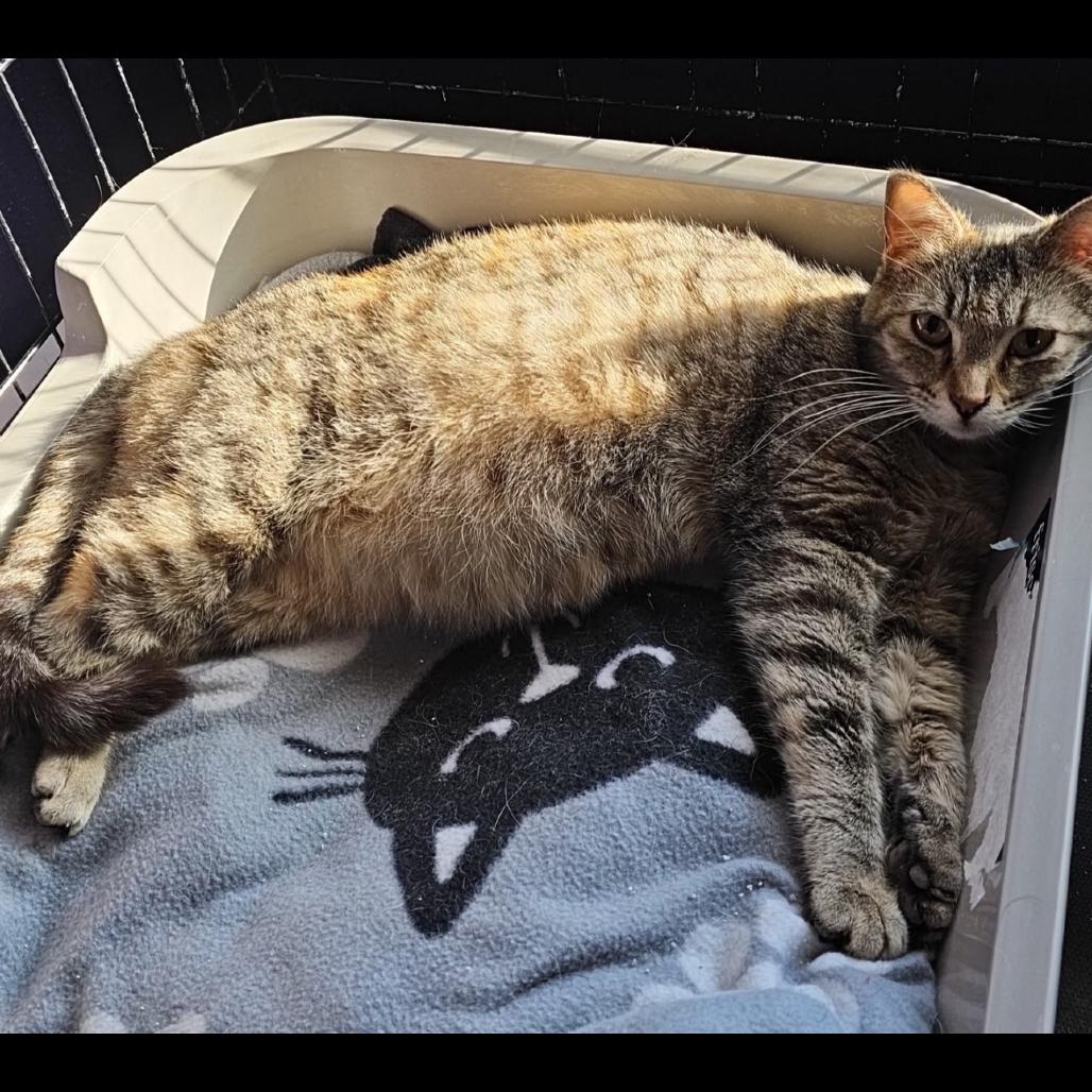 Bayou, a Adoptable Domestic Short Hair in Grinnell, IA image 2/4