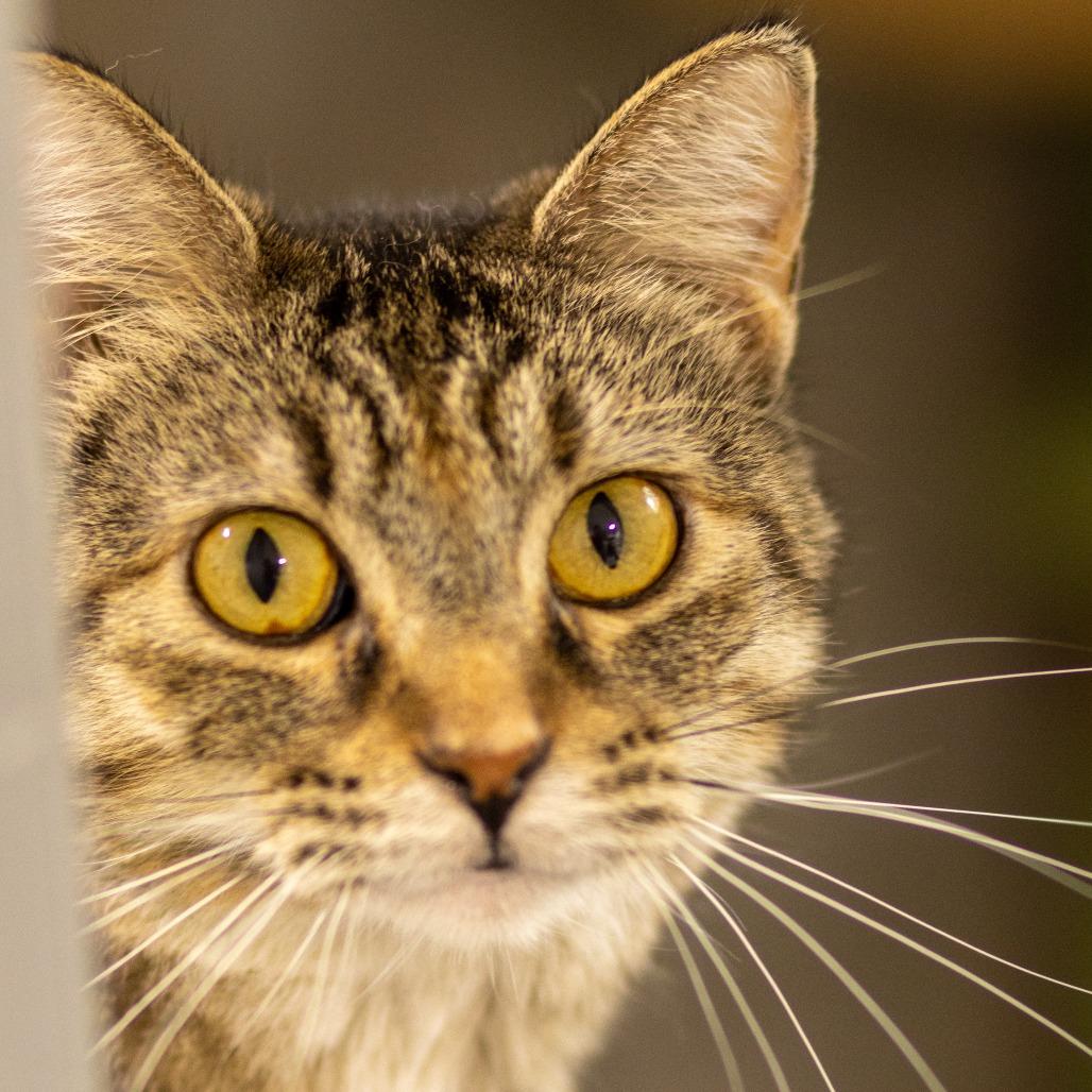 Bayou, a Adoptable Domestic Short Hair in Grinnell, IA image 3/4