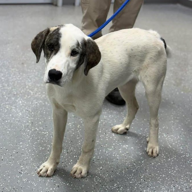 Enlarge Odin, a ADOPTABLE mixed breed in Bardstown, KY image 1/6