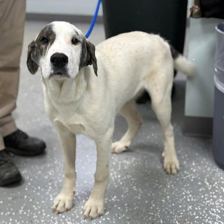 Enlarge Odin, a ADOPTABLE mixed breed in Bardstown, KY image 6/6