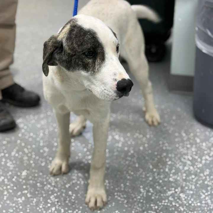 Enlarge Odin, a ADOPTABLE mixed breed in Bardstown, KY image 5/6