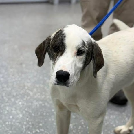 Enlarge Odin, a ADOPTABLE mixed breed in Bardstown, KY image 3/6