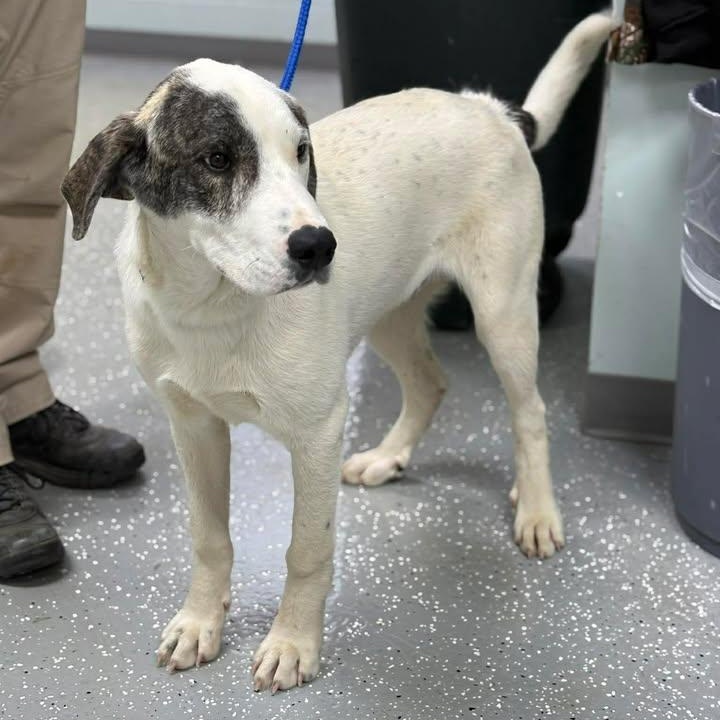 Enlarge Odin, a ADOPTABLE mixed breed in Bardstown, KY image 4/6