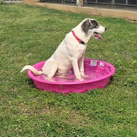 Enlarge Odin, a ADOPTABLE mixed breed in Bardstown, KY image 2/6