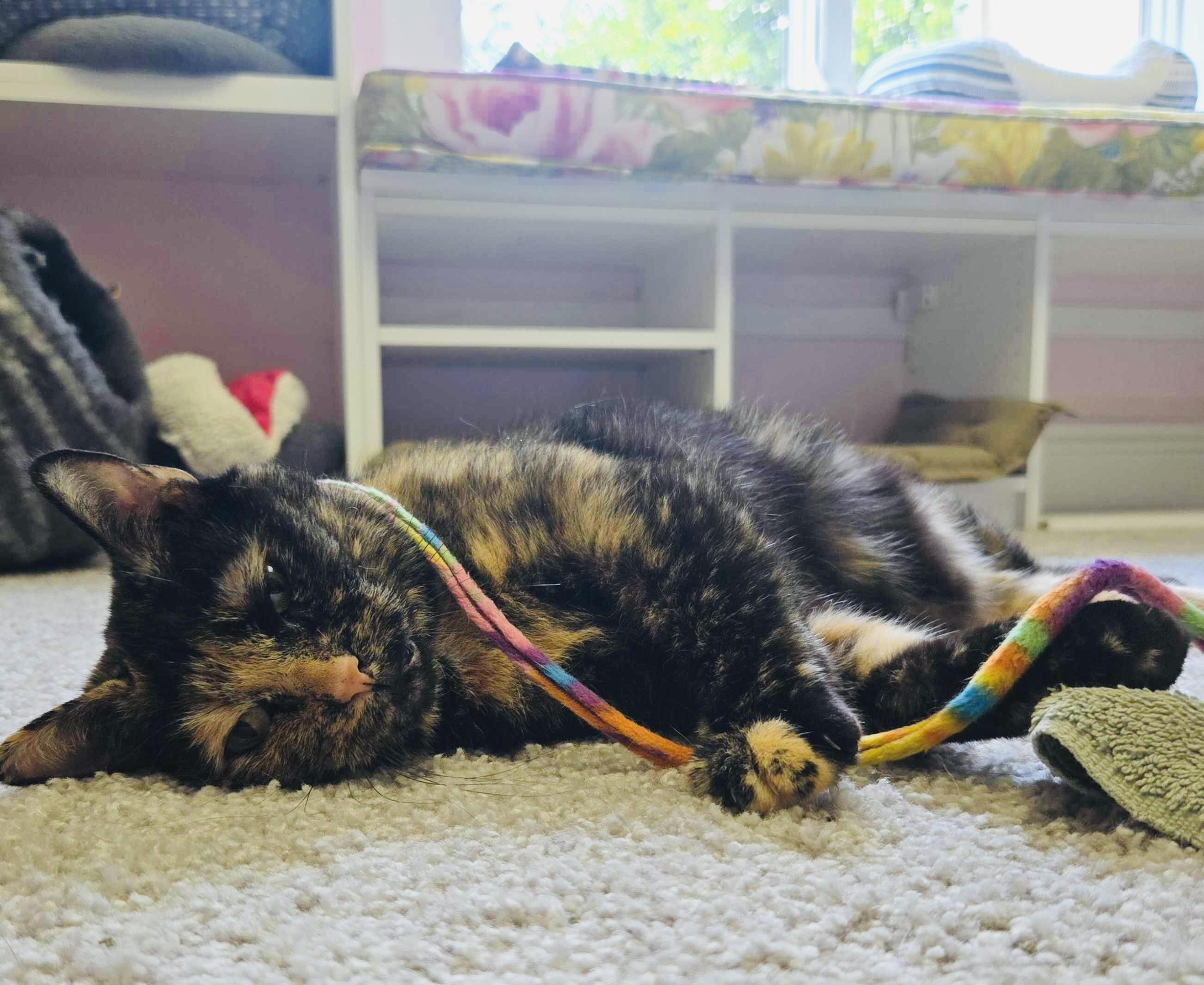 Enlarge Dahlia, a ADOPTABLE Domestic Short Hair in Cincinnati , OH image 6/6
