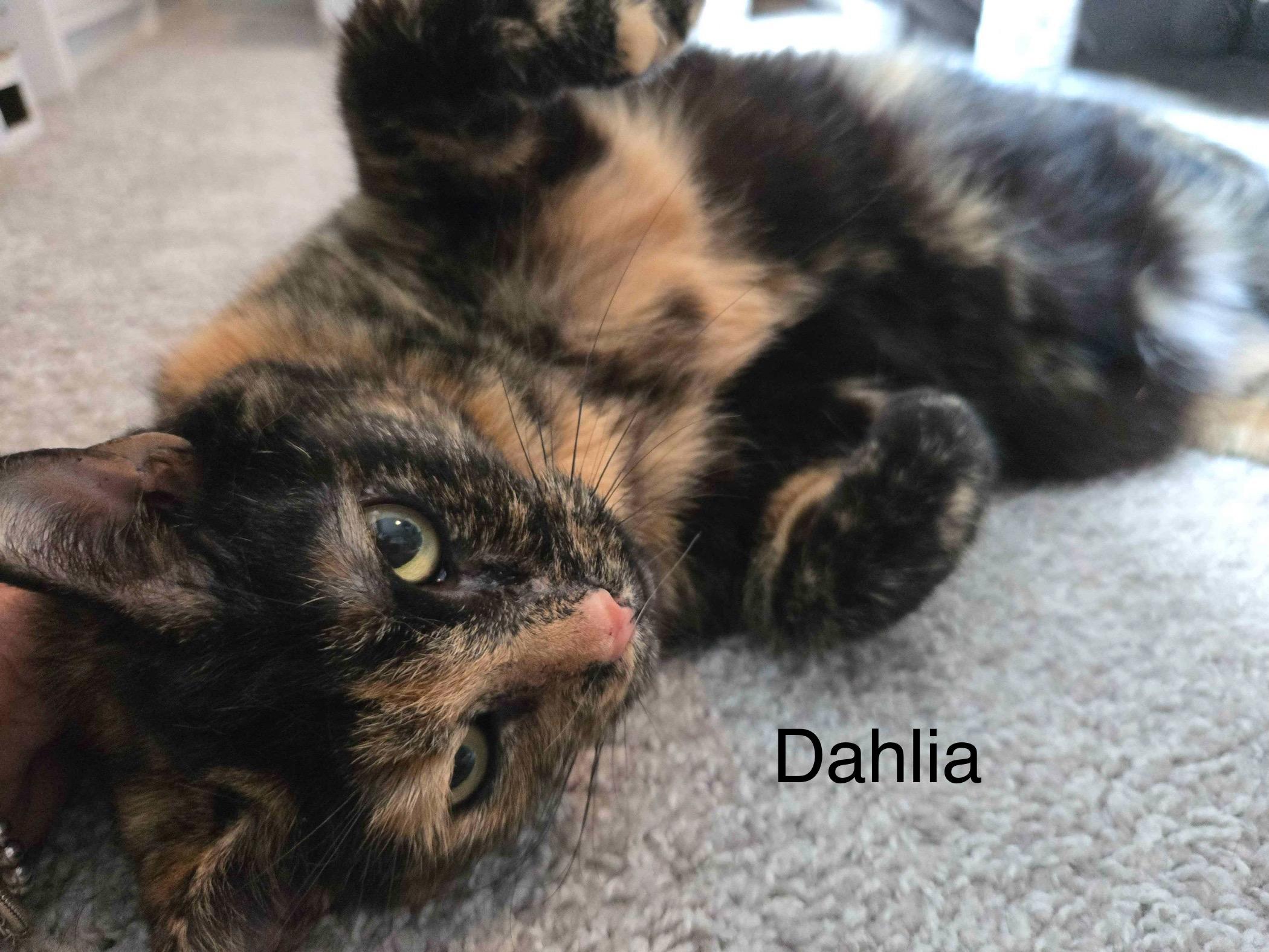 Enlarge Dahlia, a ADOPTABLE Domestic Short Hair in Cincinnati , OH image 1/6