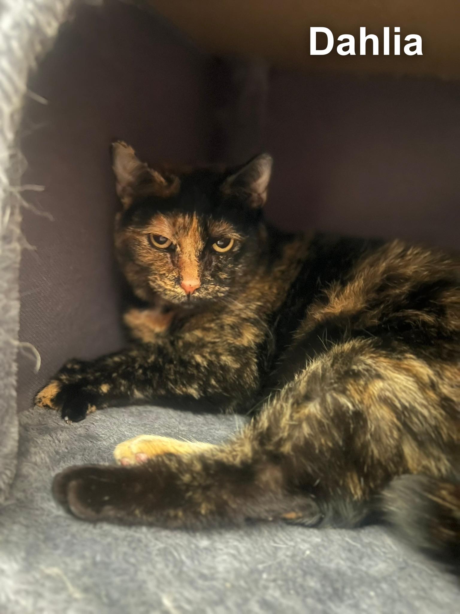 Enlarge Dahlia, a ADOPTABLE Domestic Short Hair in Cincinnati , OH image 4/5