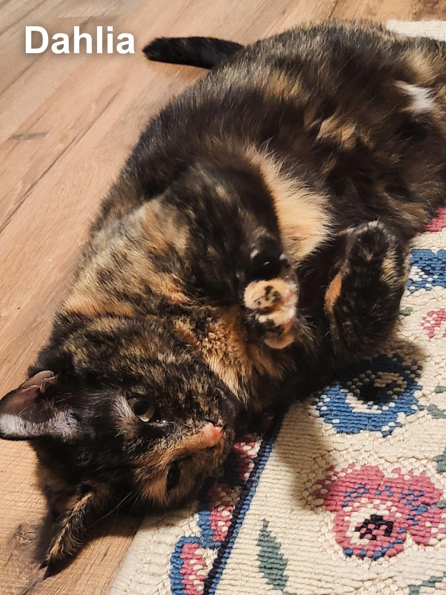 Enlarge Dahlia, a ADOPTABLE Domestic Short Hair in Cincinnati , OH image 2/5