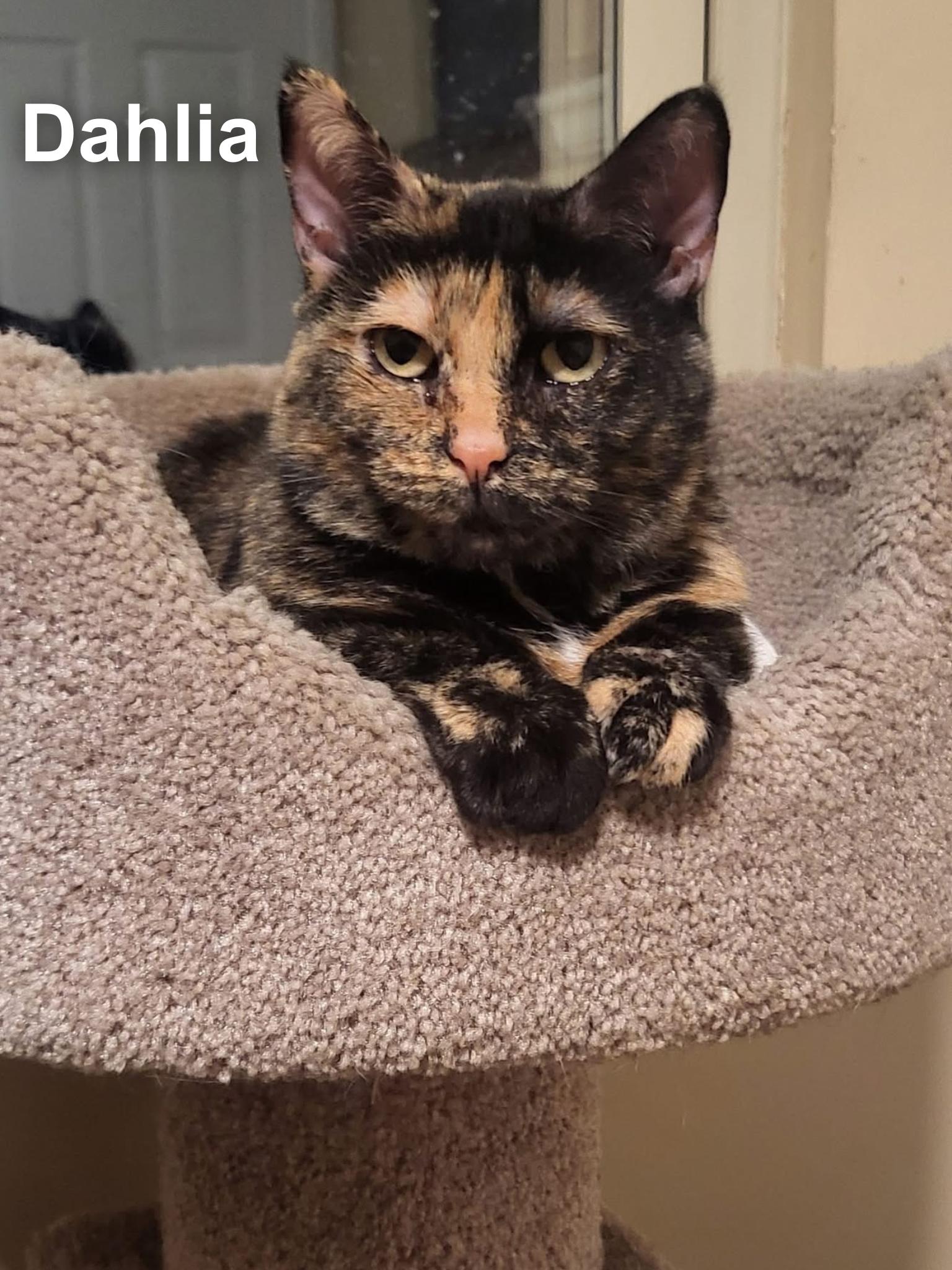 Enlarge Dahlia, a ADOPTABLE Domestic Short Hair in Cincinnati , OH image 1/5