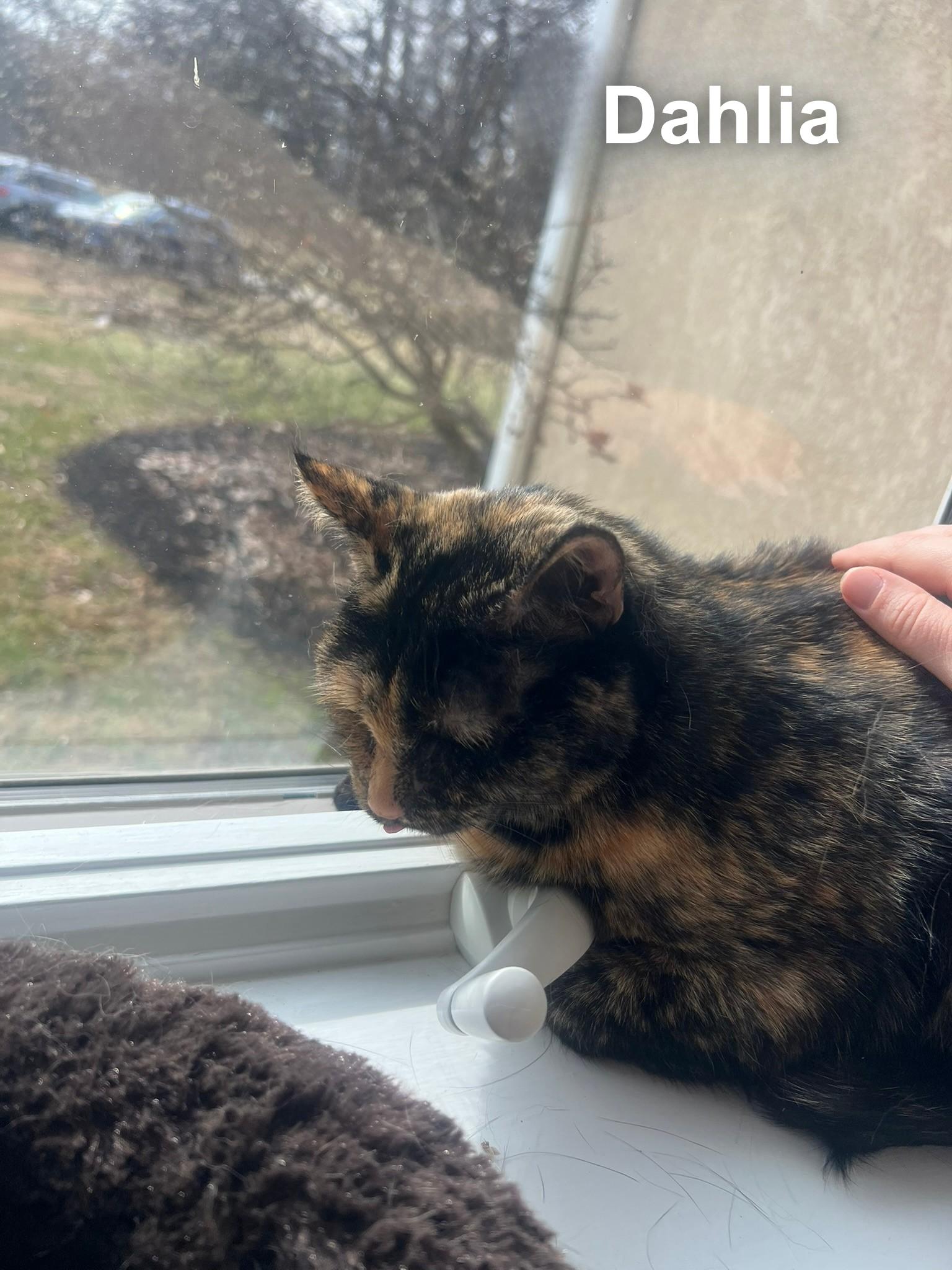 Enlarge Dahlia, a ADOPTABLE Domestic Short Hair in Cincinnati , OH image 5/5