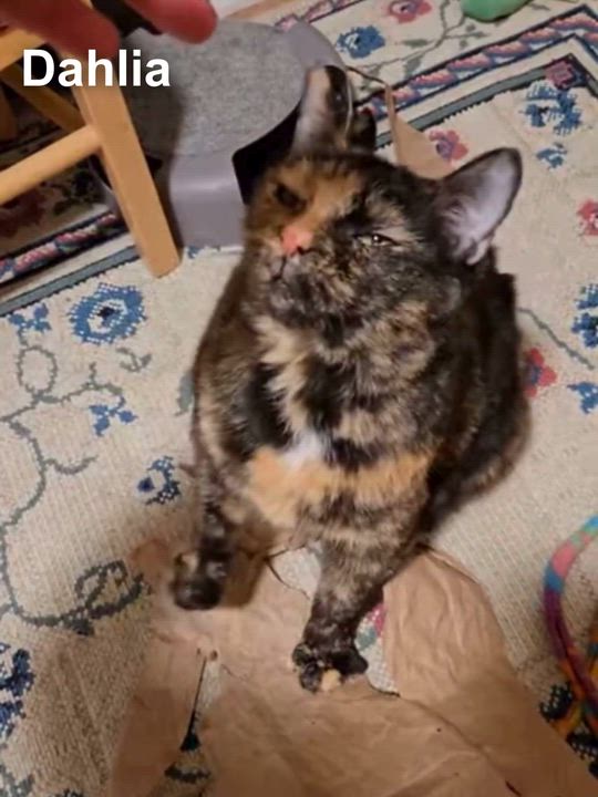 Enlarge Dahlia, a ADOPTABLE Domestic Short Hair in Cincinnati , OH video 3/5