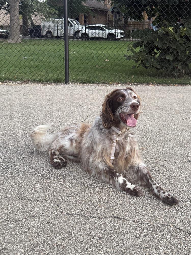 Enlarge Available for Adoption - Emily (IL, USA), a Adoptable English Setter in Oak Park, IL image 4/6