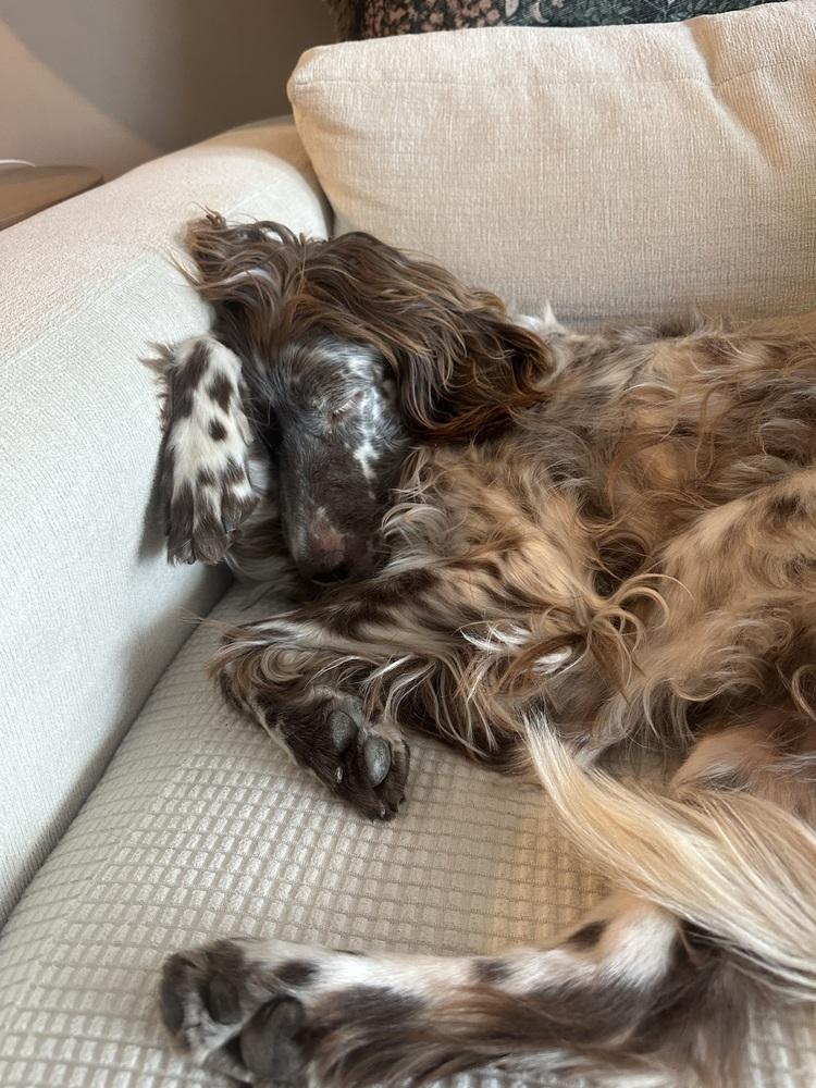 Enlarge Available for Adoption - Emily (IL, USA), a Adoptable English Setter in Oak Park, IL image 5/6