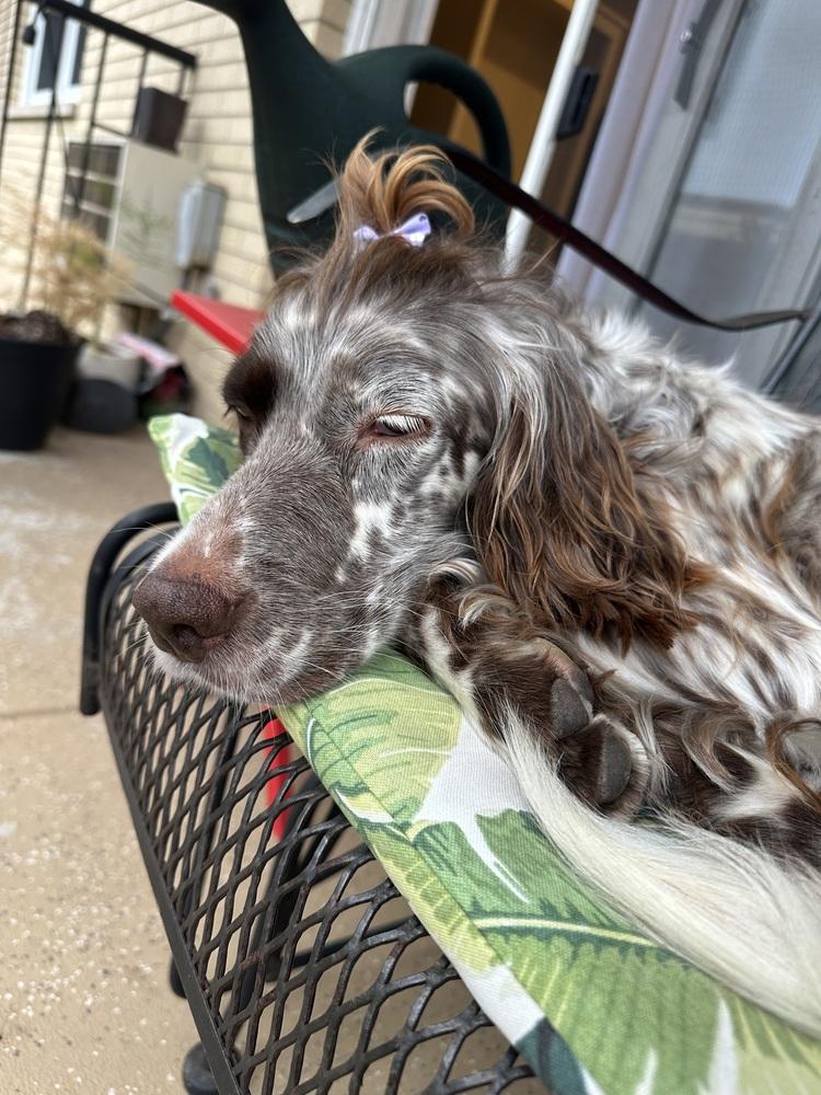 Enlarge Available for Adoption - Emily (IL, USA), a Adoptable English Setter in Oak Park, IL image 6/6