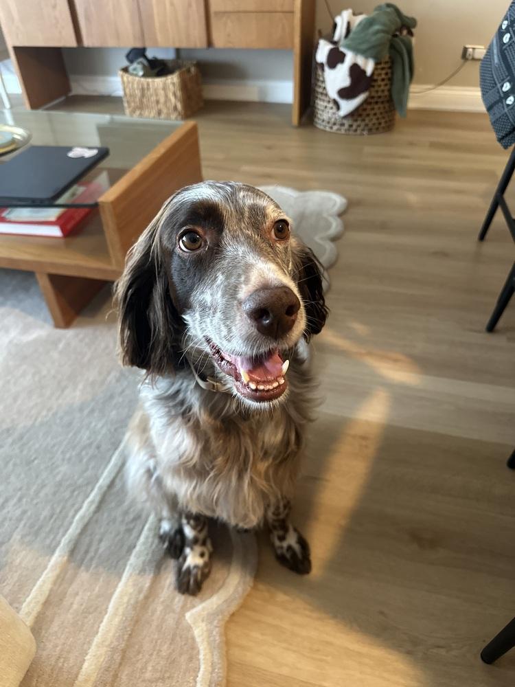 Enlarge Available for Adoption - Emily (IL, USA), a Adoptable English Setter in Oak Park, IL image 1/6