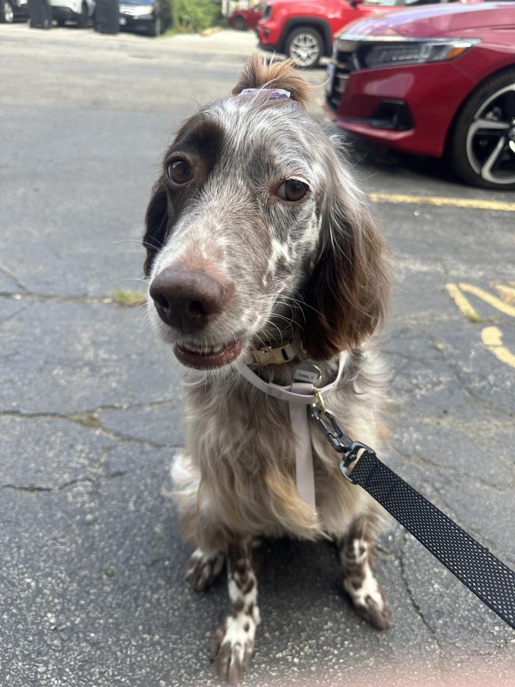 Enlarge Available for Adoption - Emily (IL, USA), a Adoptable English Setter in Oak Park, IL image 2/6