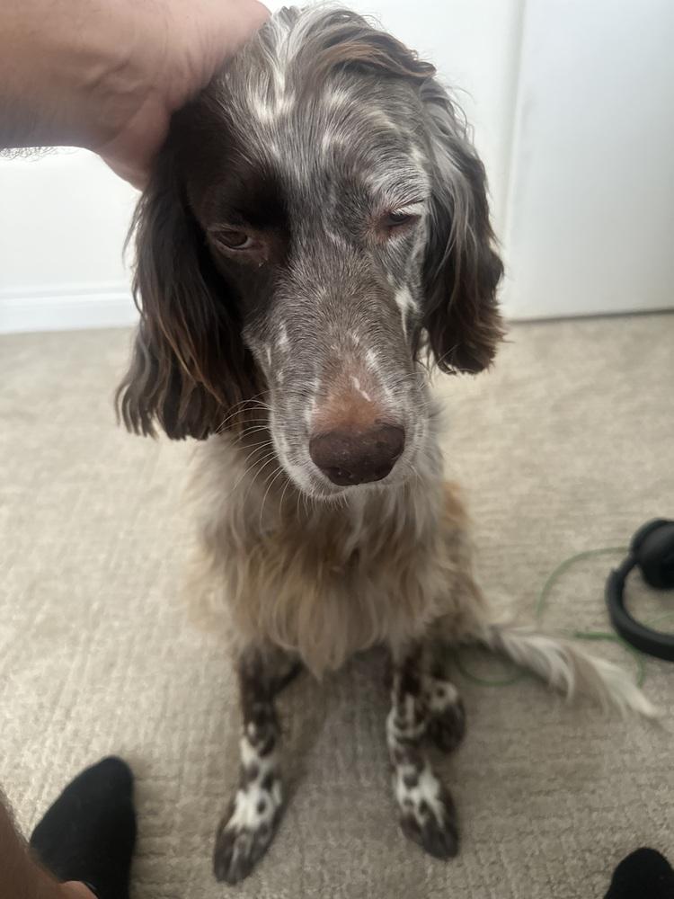 Enlarge Available for Adoption - Emily (IL, USA), a Adoptable English Setter in Oak Park, IL image 3/6