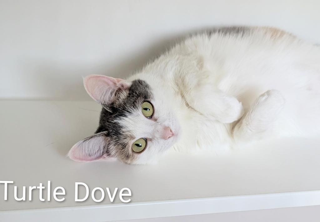 Enlarge Turtle Dove, a Adoptable mixed breed in Greenfield, IN image 2/4