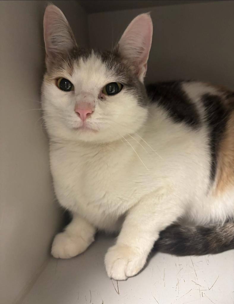 Enlarge Turtle Dove, a Adoptable mixed breed in Greenfield, IN image 1/1
