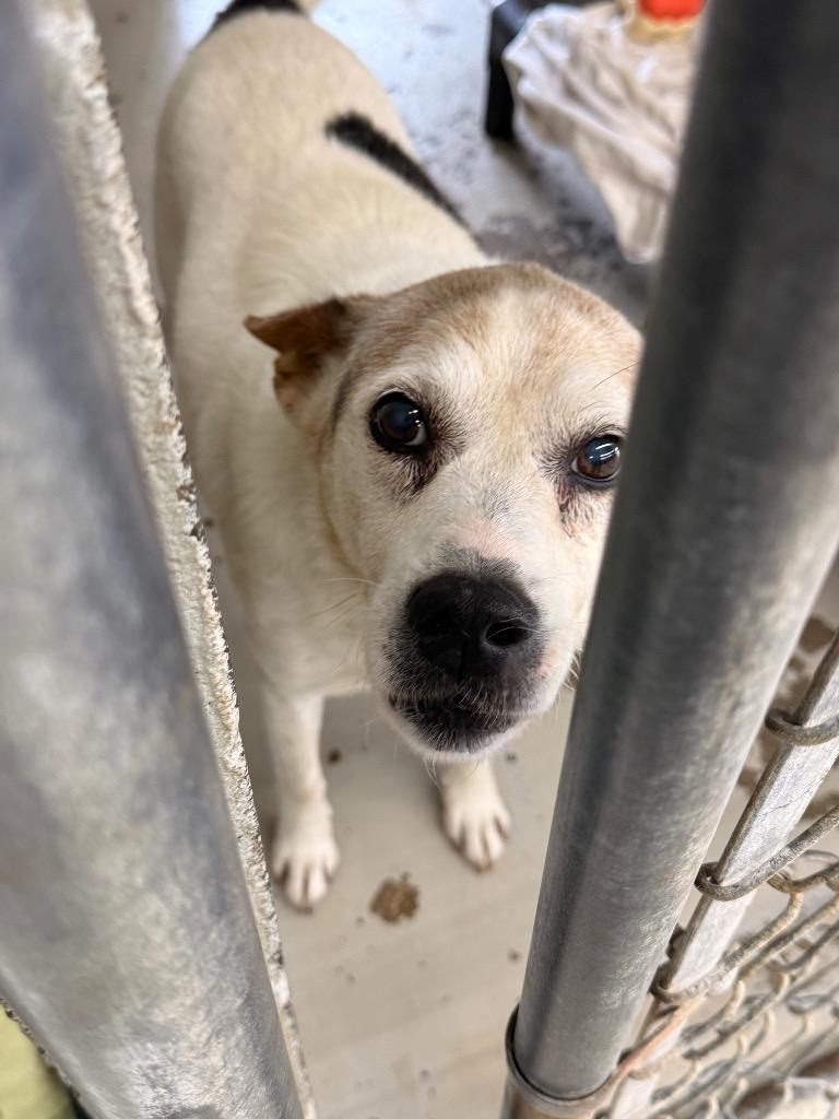 Papa, Adoptable, Senior Male Cattle Dog.