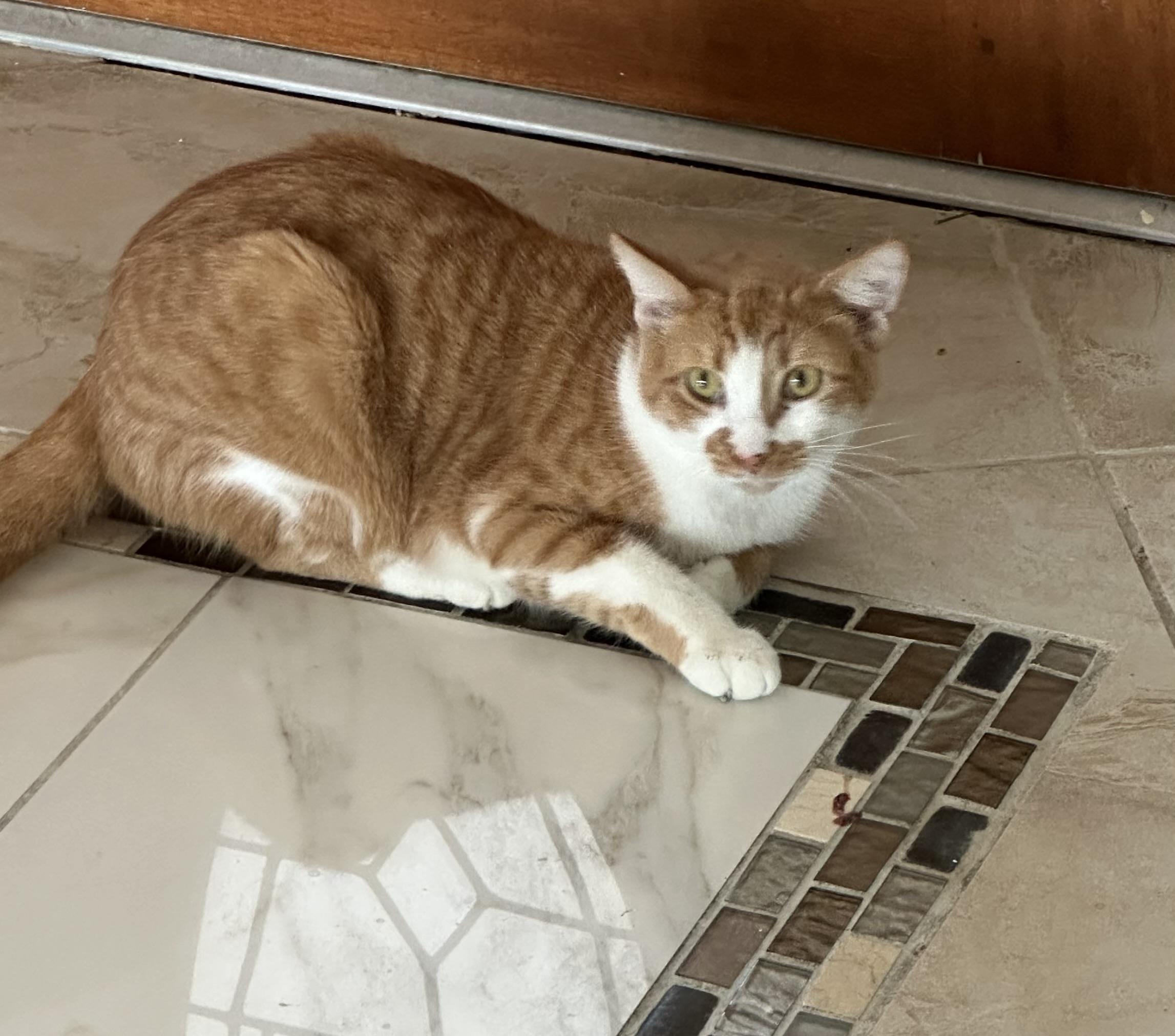 Sunflower, Adoptable, Adult Female Domestic Short Hair.