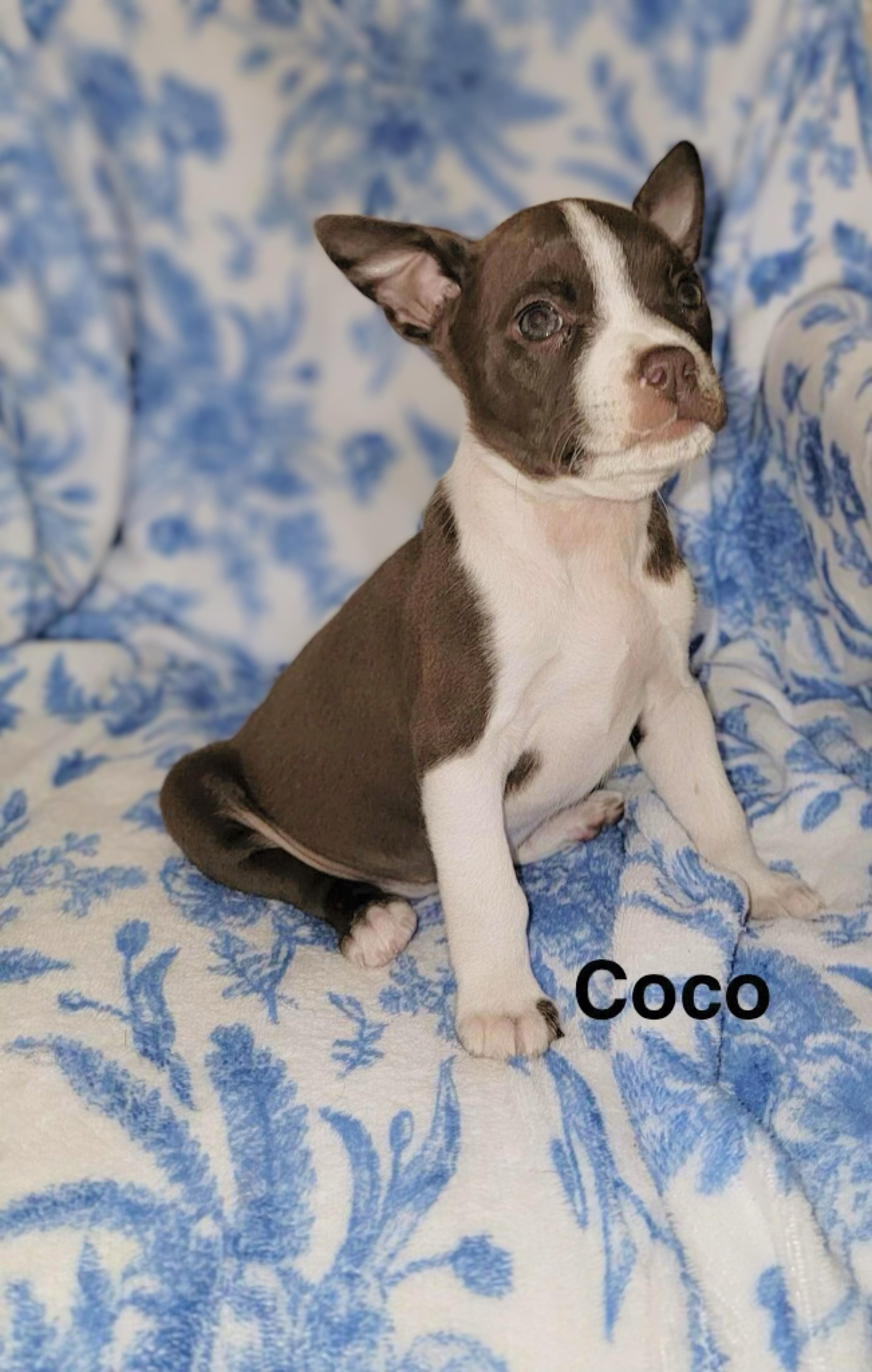 Boston Terrier puppies, ADOPTABLE, Puppy Male Boston Terrier.