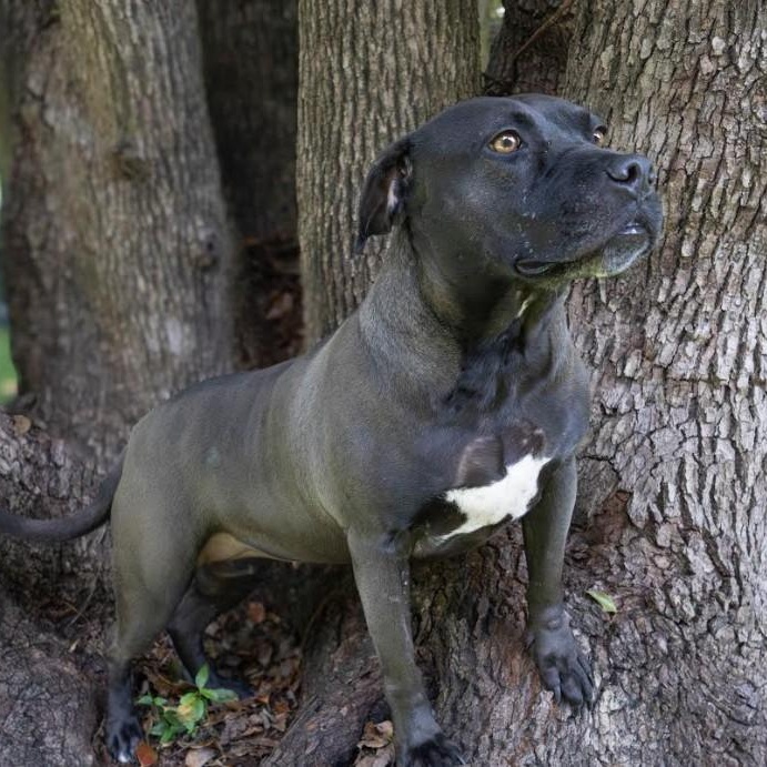 Lacey, Adoptable, Adult Female Mixed Breed.