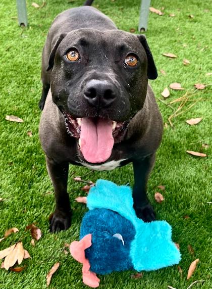 Enlarge Lacey, a Adoptable mixed breed in Palm Harbor, FL image 5/6