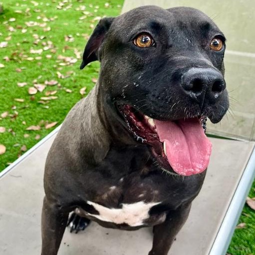 Enlarge Lacey, a Adoptable mixed breed in Palm Harbor, FL image 2/6
