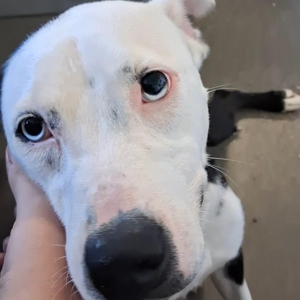 Debbie, Adoptable, Adult Female Terrier.