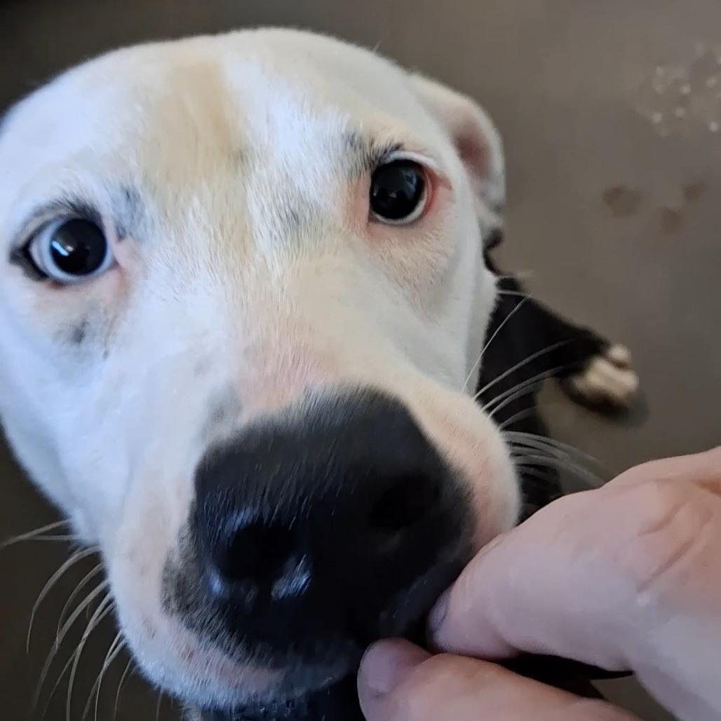 Enlarge Debbie, a Adoptable Terrier in Vinita, OK image 3/4
