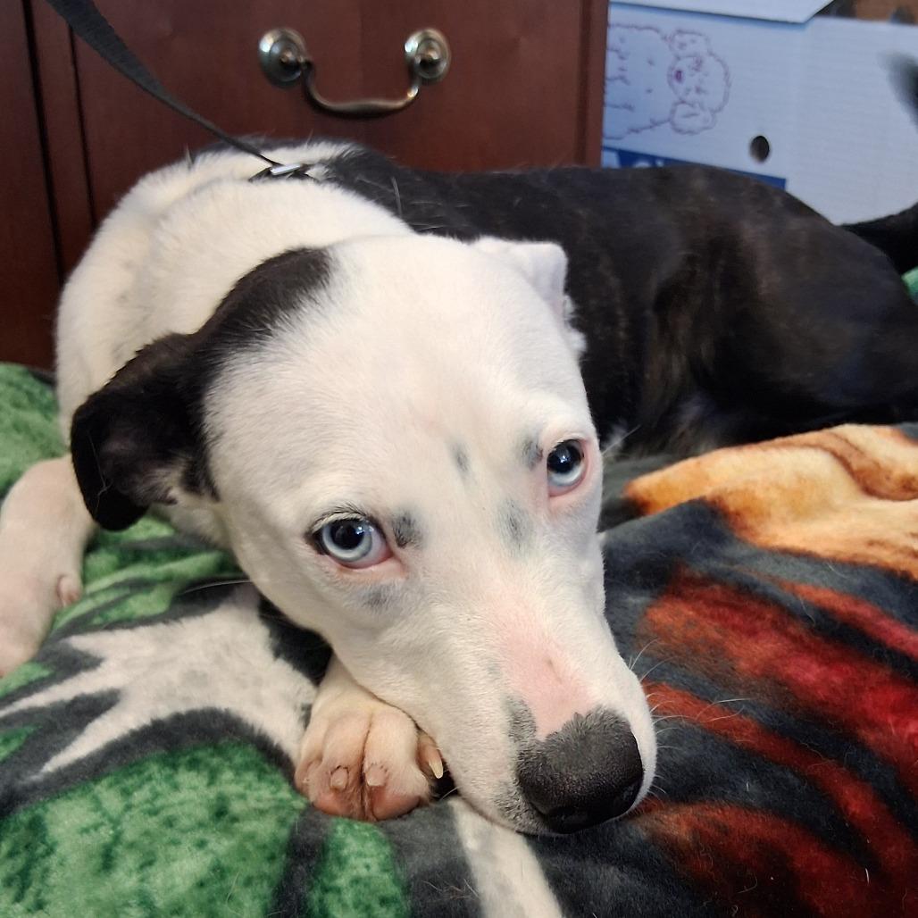 Enlarge Debbie, a Adoptable Terrier in Vinita, OK image 4/4