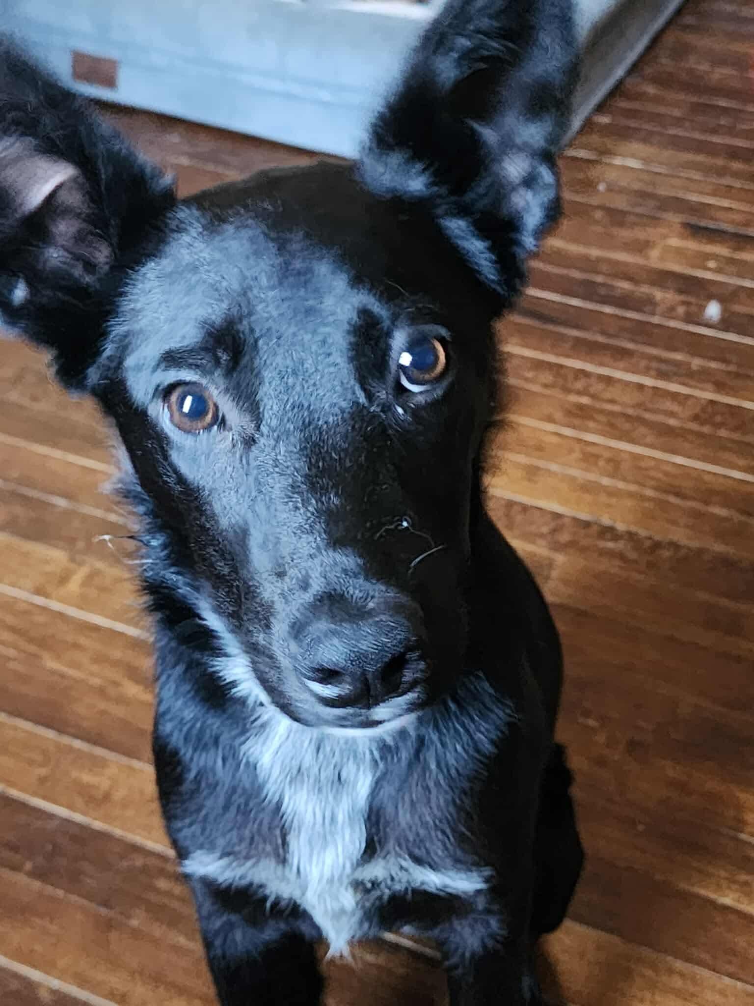 Remi