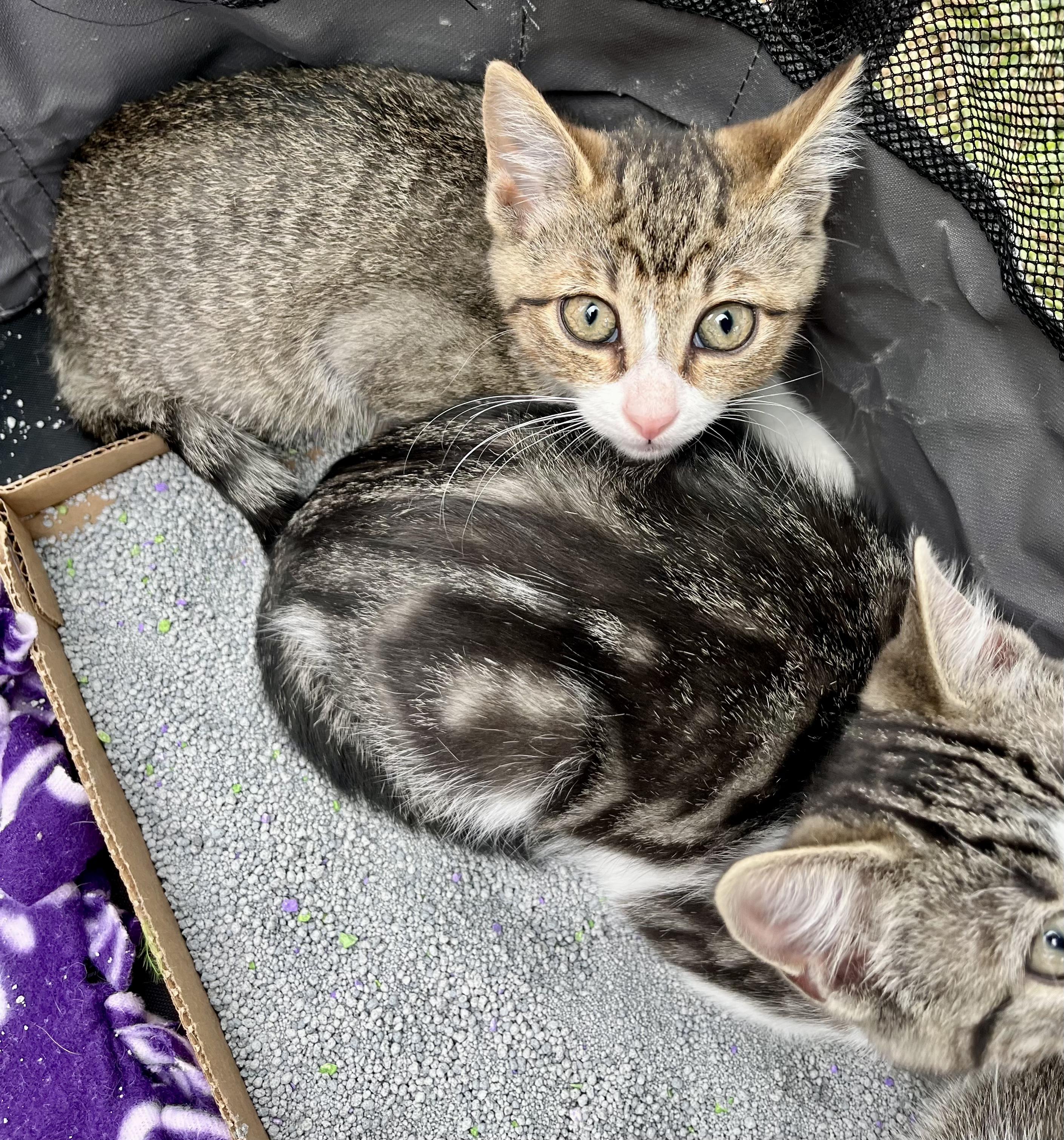 Enlarge Sienna, a Adoptable Tabby in Bethel, CT image 3/6