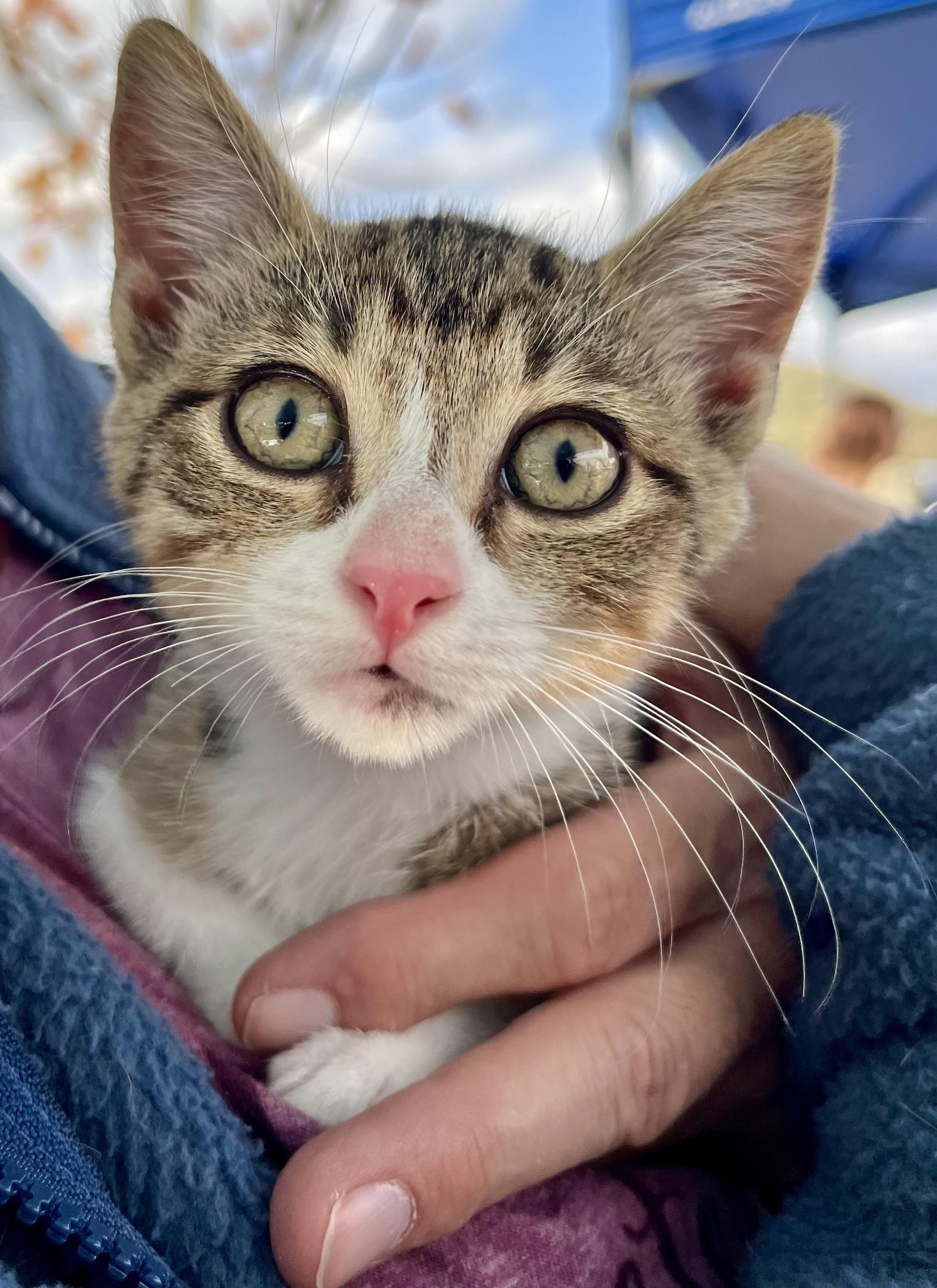Enlarge Sienna, a Adoptable Tabby in Bethel, CT image 5/6