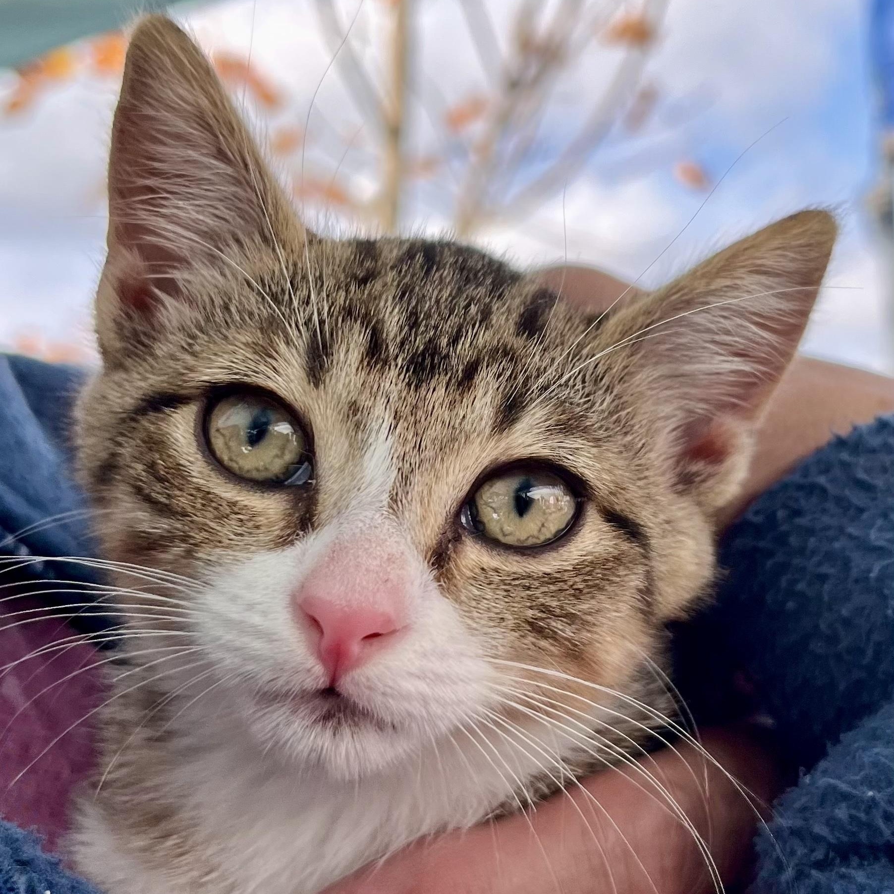 Enlarge Sienna, a Adoptable Tabby in Bethel, CT image 1/6