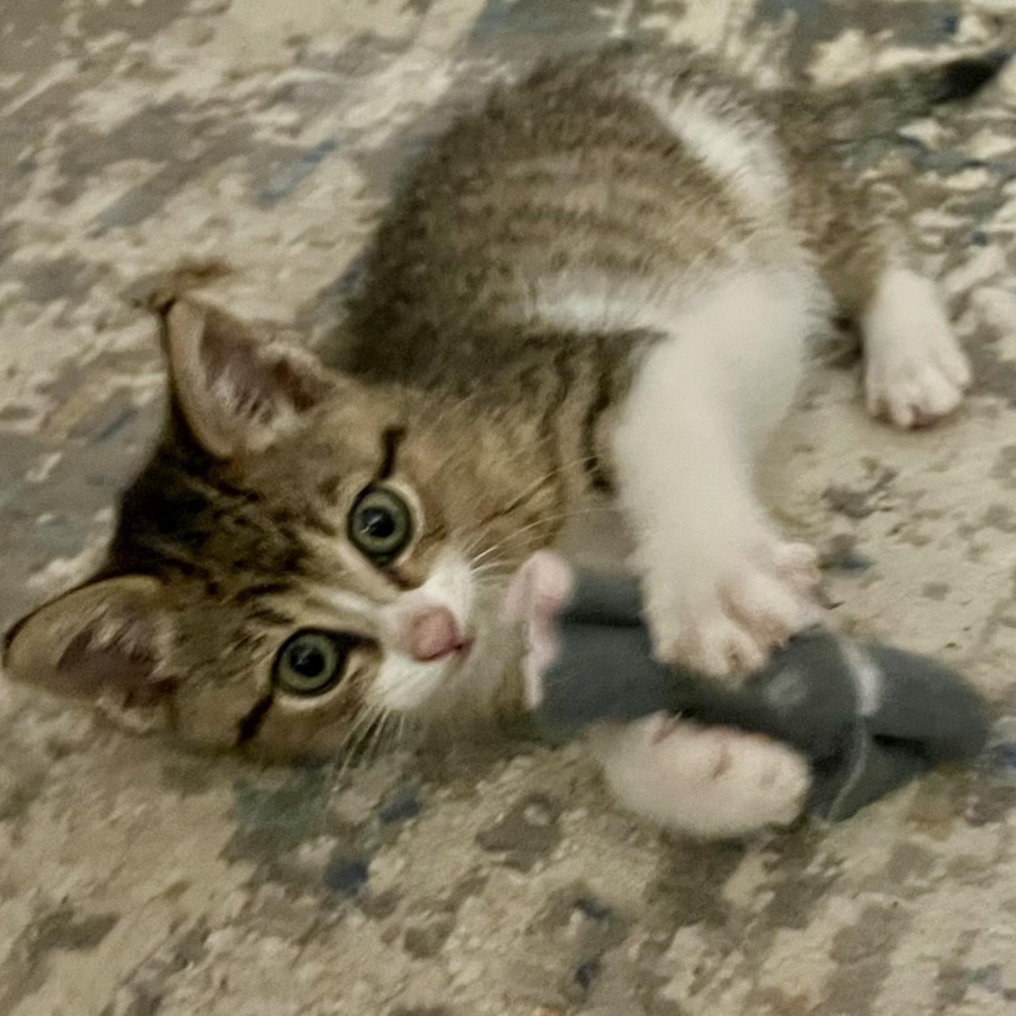 Enlarge Sienna, a Adoptable Tabby in Bethel, CT image 2/6