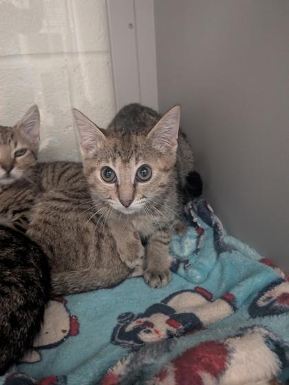 Ray, Adoptable, Kitten Female Domestic Short Hair & Domestic Short Hair.