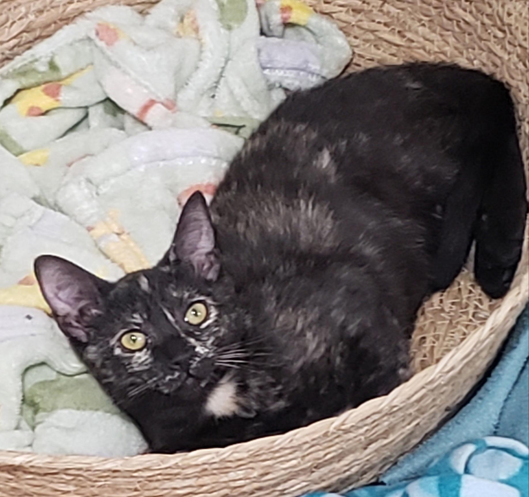 Melody, a Adoptable Tortoiseshell in Syracuse, NY image 5/5