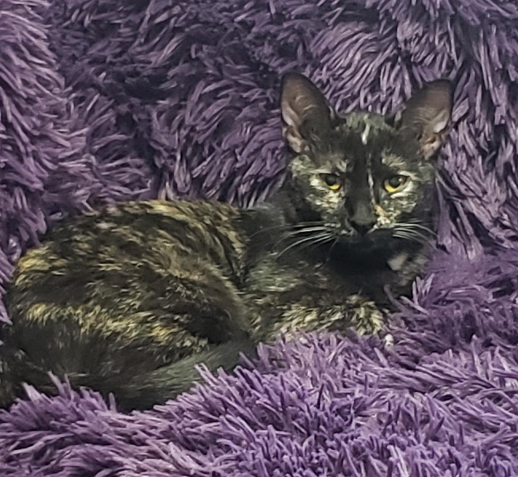 Melody, a Adoptable Tortoiseshell in Syracuse, NY image 2/5