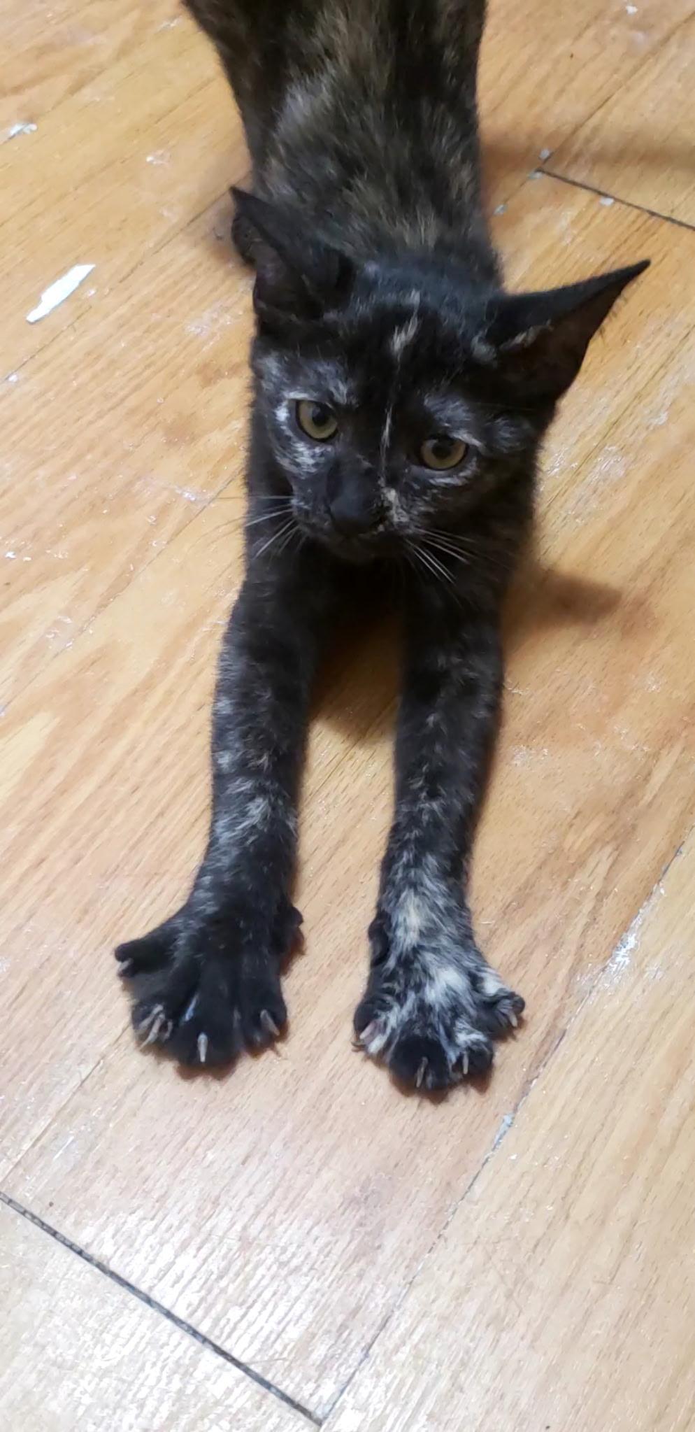 Melody, a Adoptable Tortoiseshell in Syracuse, NY image 3/5