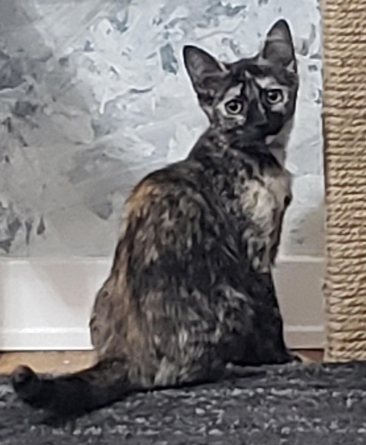 Melody, a Adoptable Tortoiseshell in Syracuse, NY image 1/5