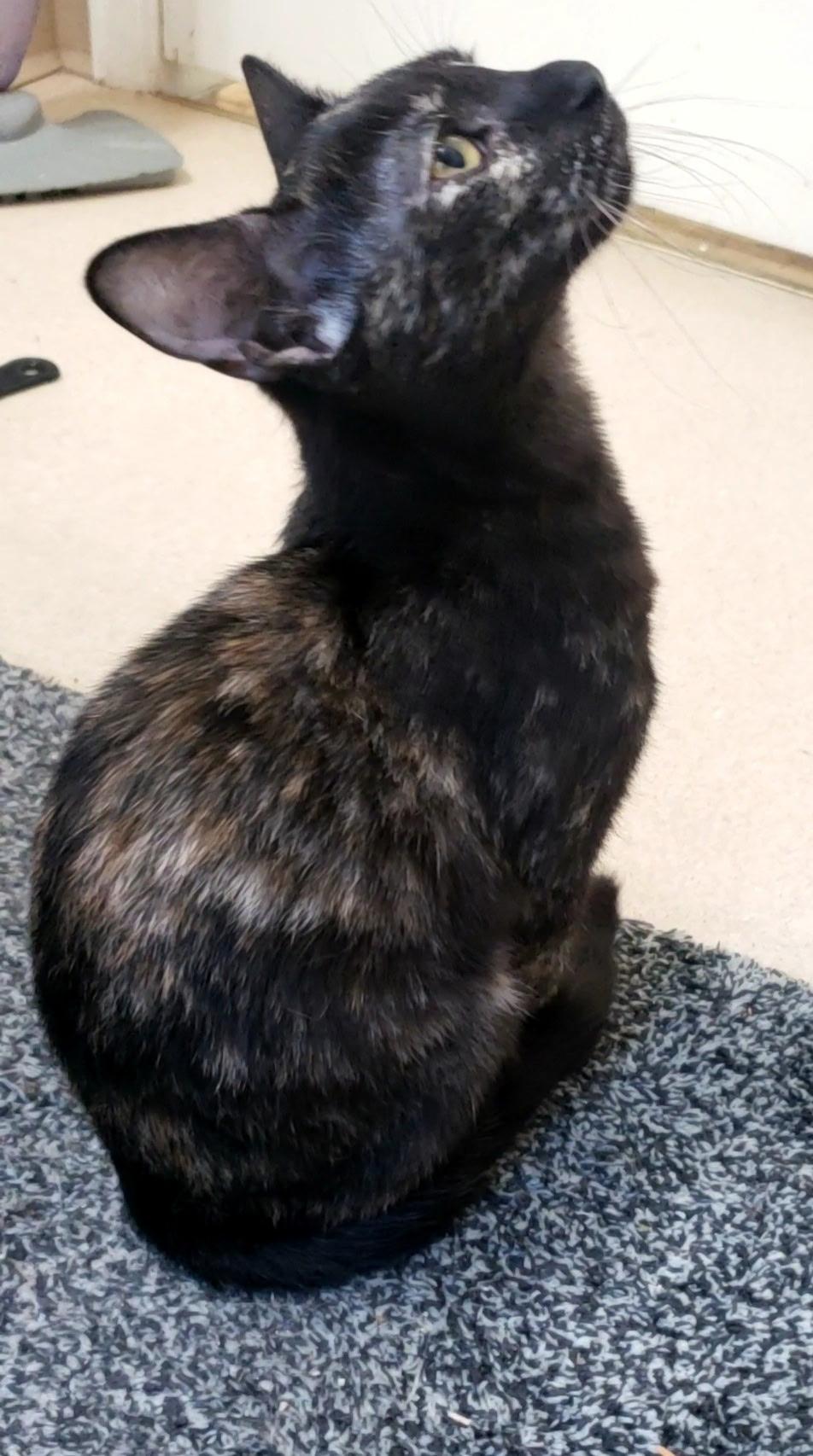 Melody, a Adoptable Tortoiseshell in Syracuse, NY image 4/5